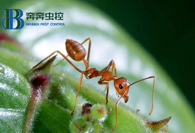 家里出现蚂蚁怎么办？要如何除根