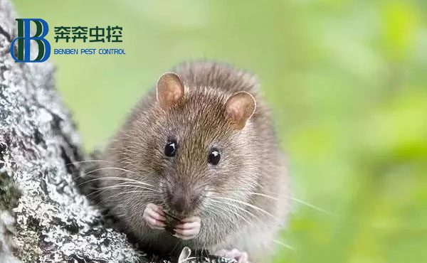 对付室内老鼠，粘鼠板怎么用？