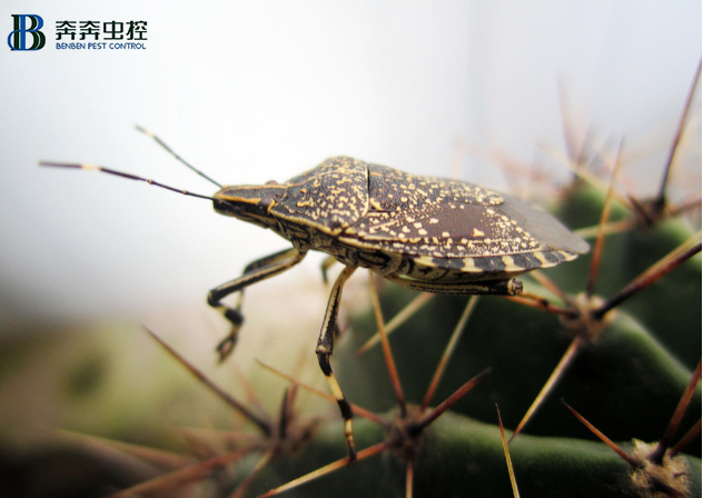 家里有臭虫应该怎么消灭呢？