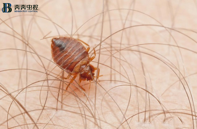 臭虫的扩散方法以及隐匿地方 