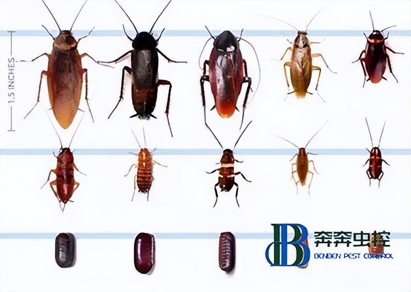  为什么家里的蟑螂总是灭不完