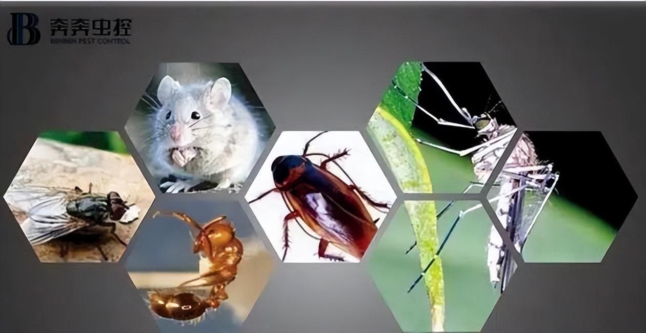 除灭四害应该怎么做？方法有哪些？