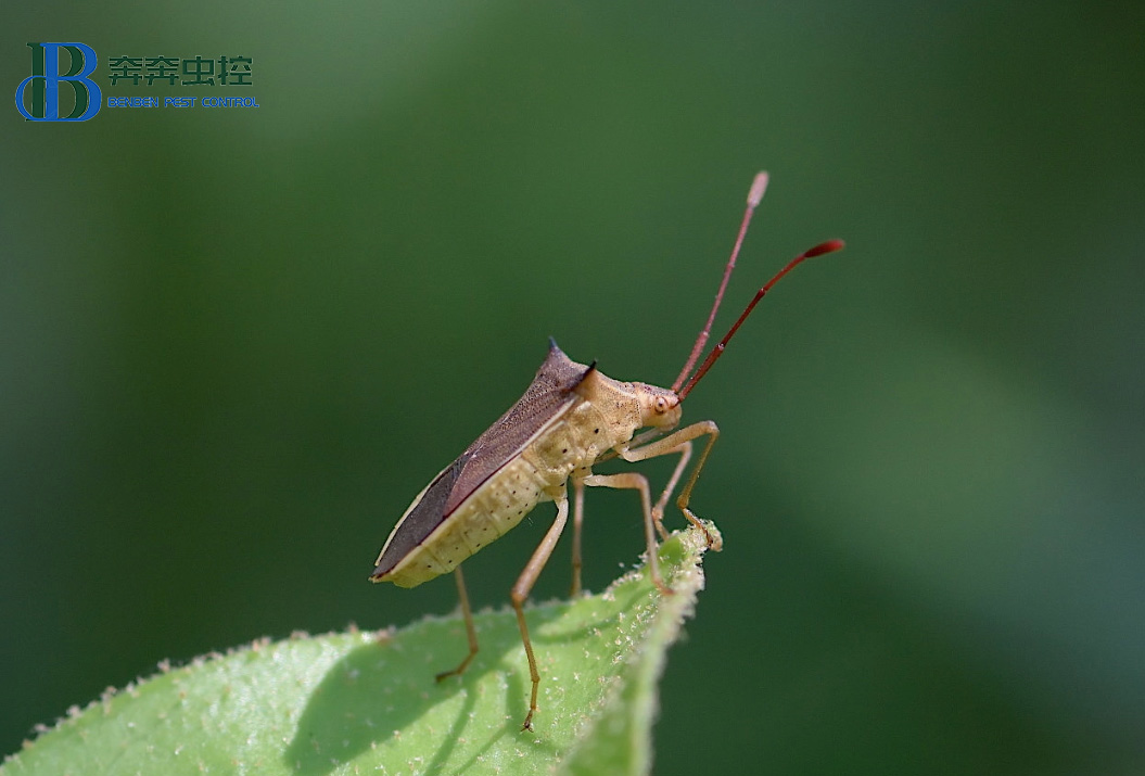 锥蝽和臭虫的区别 怎样防锥蝽