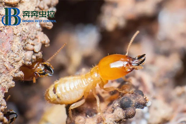 白蚁的预防方法和防治措施