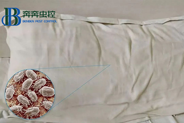 晒被子到底能不能杀死螨虫？如何除螨最有效？