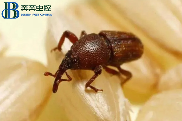 储粮害虫之米象