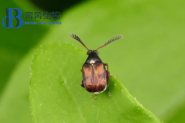 如何防治豆象虫