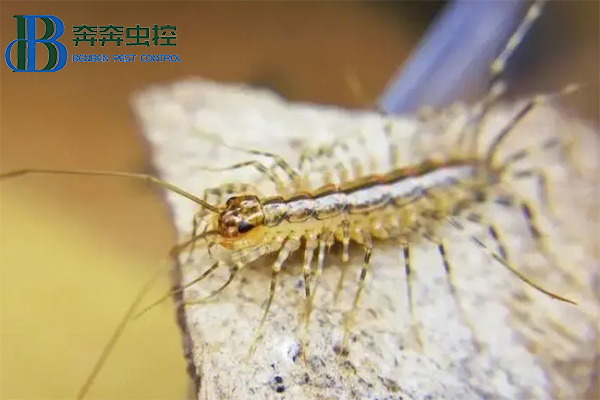家里出现蚰蜒怎么去除?