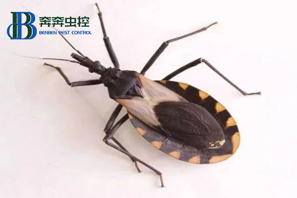 锥蝽到底是什么虫?
