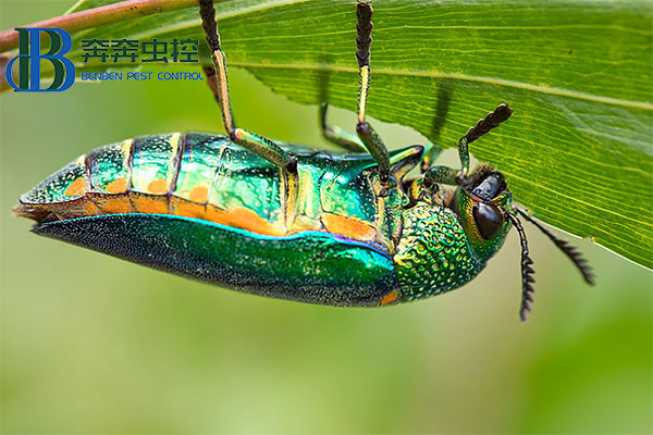 吉丁虫的防治方法