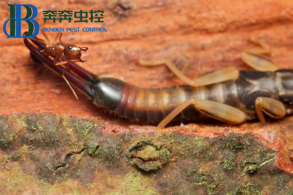 蠼螋来袭,怎么破?