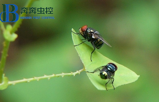 苍蝇为什么要搓手?