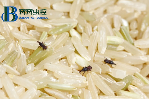 如何防治大米里的&ldquo;米象&rdquo;