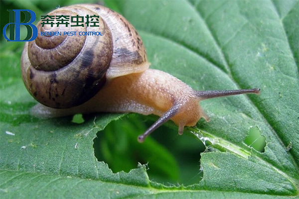 如何防治蜗牛