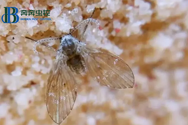卫生间里来了蛾蠓怎么办？