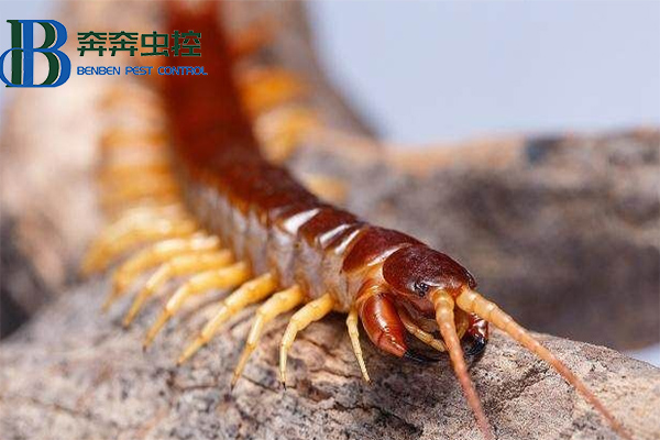 被蜈蚣咬了怎么办？