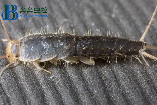 衣鱼虫怎样彻底清除？