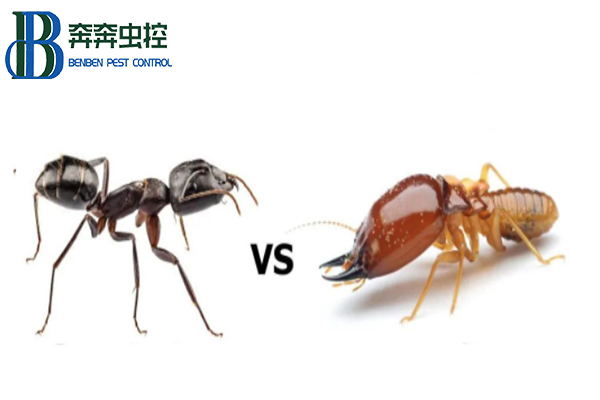 上海除虫教你如何区分家里的蚂蚁和白蚁？