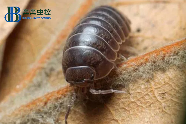 鼠妇是什么，对人有害吗？