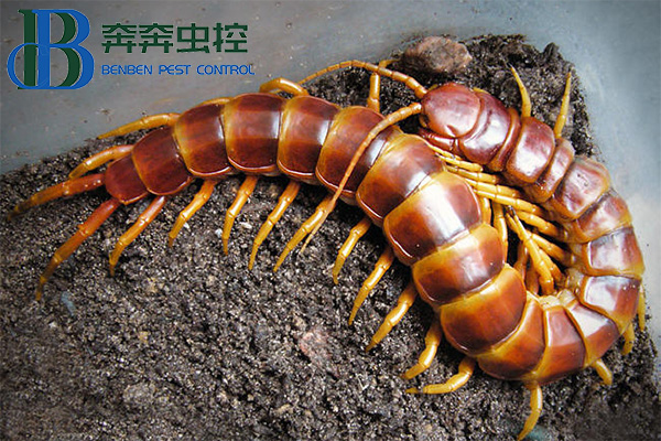 如何预防蜈蚣咬伤