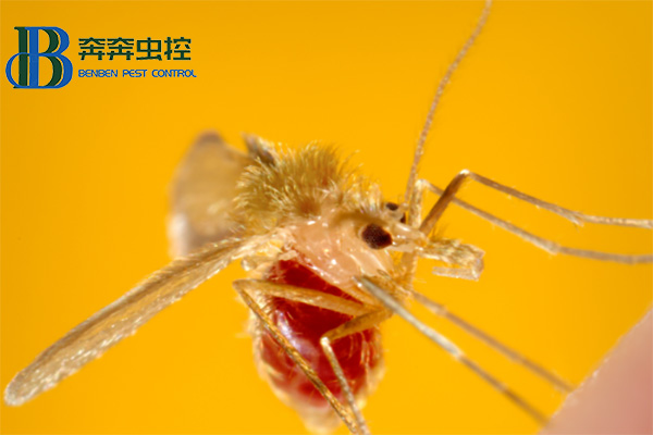 吸血的&ldquo;苍蝇&rdquo; &mdash;&mdash; 白蛉