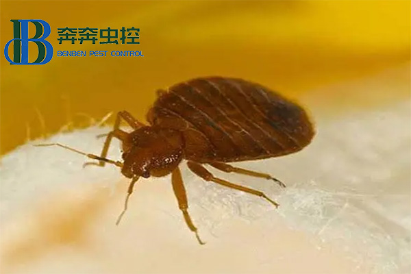 不可忽视的臭虫危害