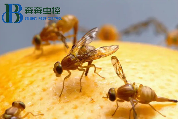 果蝇怎么消灭才能最有效呢？