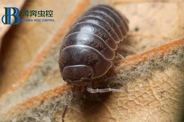 鼠妇是什么，对人有害吗？