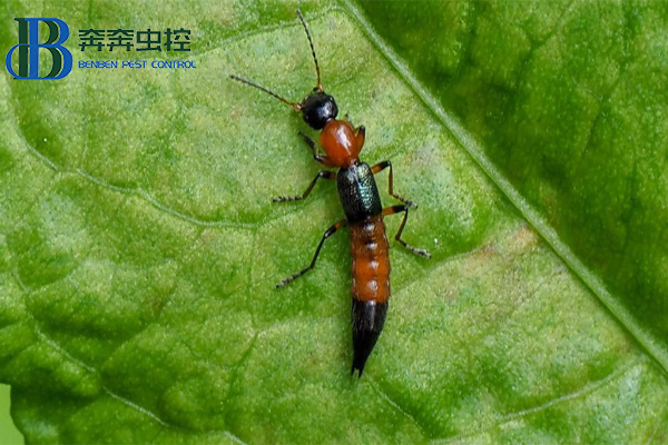 夏日蚊虫多，小心隐翅虫！