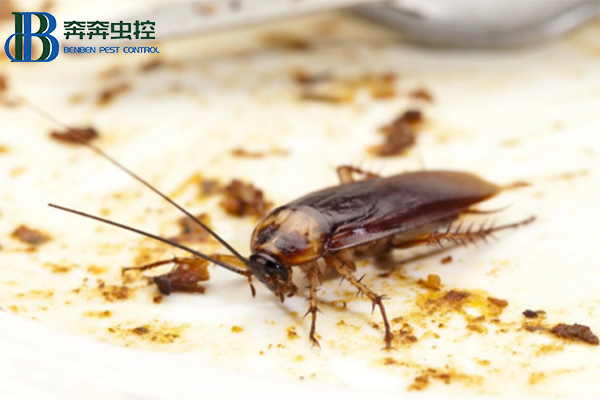 如何高效的杀灭蟑螂？