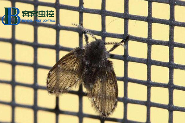 家中莫名出现的小飞虫到底哪来的？