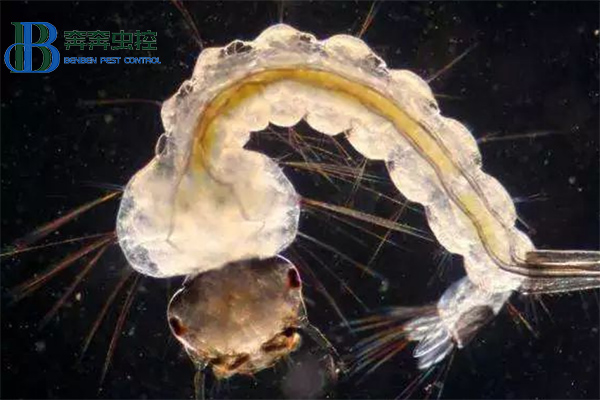 &ldquo;孑孓&rdquo;，你认识么？