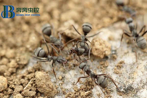 家庭蚂蚁的常见防治方法