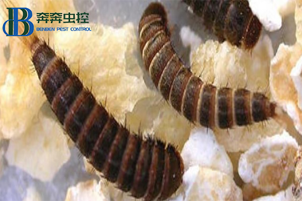皮蠹幼虫怎么消灭