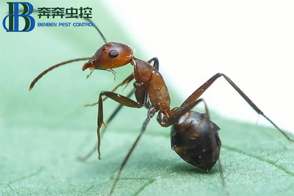 红火蚁的危害有哪些？如何防治红火蚁？