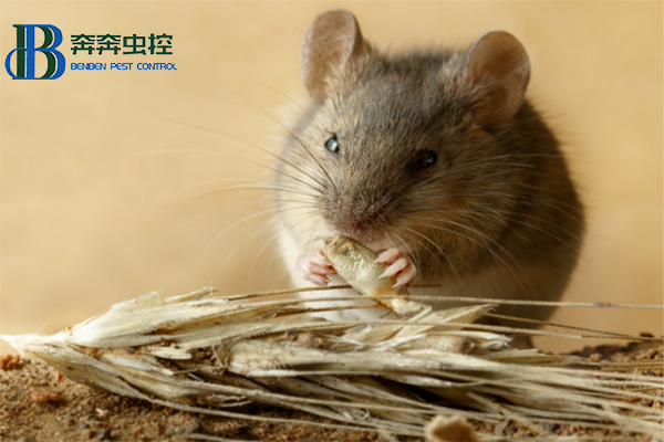 老鼠的常见种类防治及灭杀方法