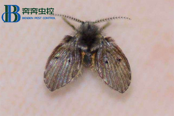 卫生间里来了蛾蠓怎么办？