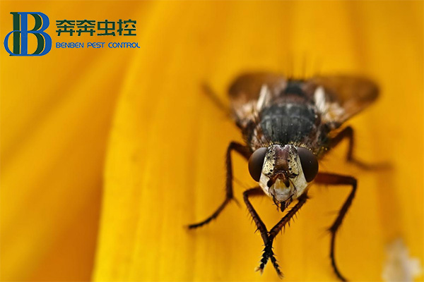 苍蝇为什么总喜欢"搓手"？