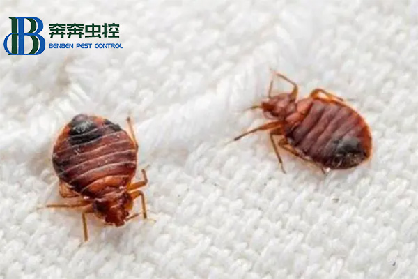 臭虫怎么防 被叮咬后怎么办？