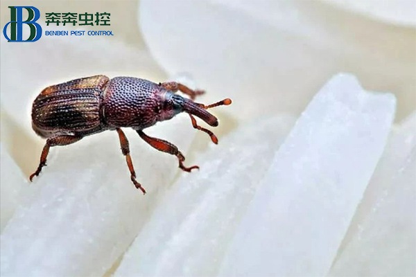 米象出没，如何防治？