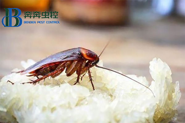 蟑螂这么强，怎样才能彻底消灭蟑螂？