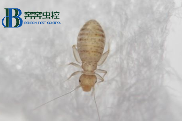 家里有书虱，应该怎么消灭干净？