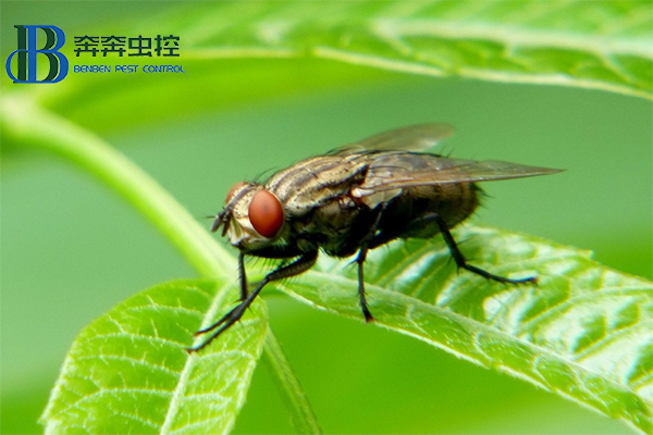 ?消灭苍蝇，你知道有多少招吗？