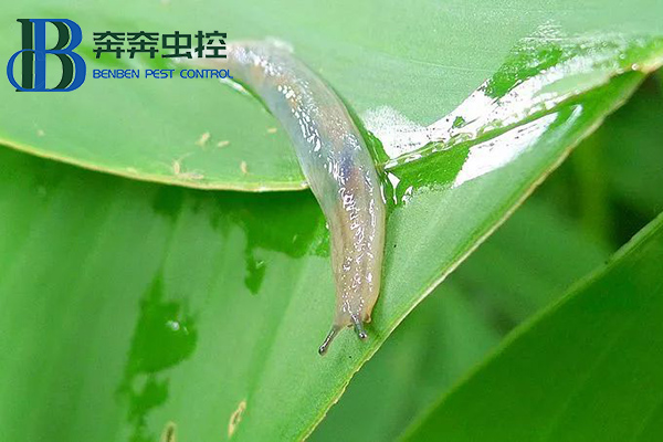 雨后蛞蝓出没，防治有妙招！