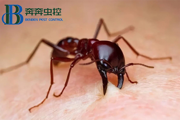 红火蚁有多可怕？如何防治！
