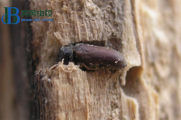 家里木材上发现粉蠹虫怎么办?