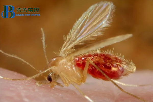 白蛉,吸血小恶魔