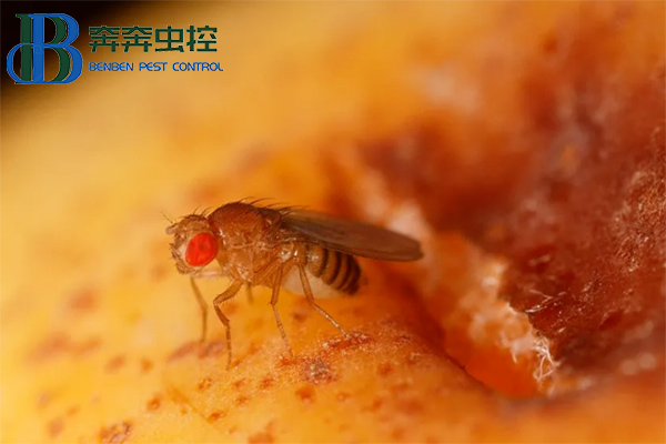 果蝇的危害与防治,果蝇怎么消灭?