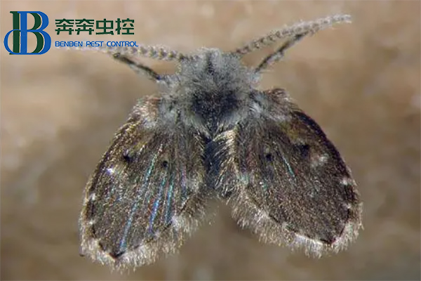 下水道蛾蠓幼虫长什么样?蛾蠓怎么消灭?