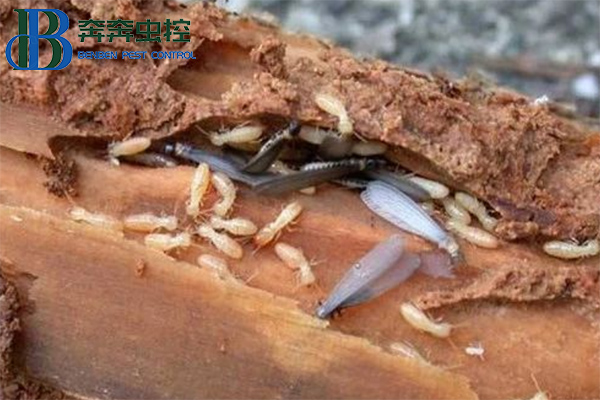 白蚁来了,如何防治?